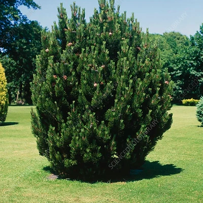 Pinus L. Satellit LONEC C5 50-60cm