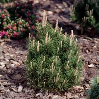 Pinus Mugo Gnom 15-20cm LONEC