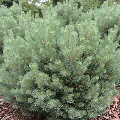 Pinus Sylvestr. Watereri 30-40cm LONEC