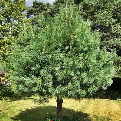 Pinus Wallichiana 50-60cm LONEC