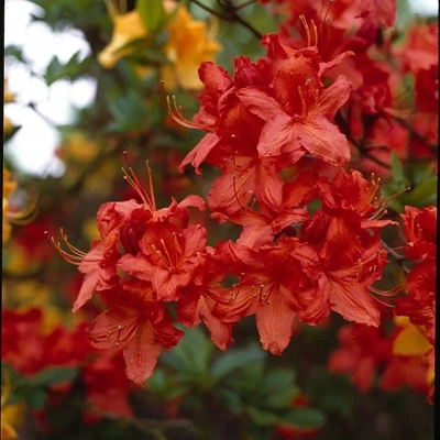 Rhododendron Hotspur Red 30-40cm LONEC