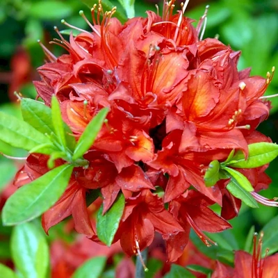 Rhododendron Satan 30-40cm LONEC