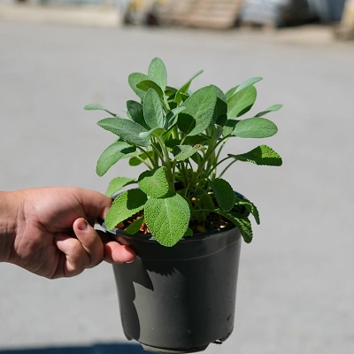 Salvia Berggarten - Žajbel 1.5litr LONEC