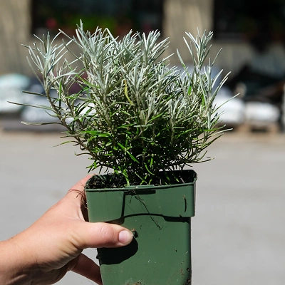 Helichrysum Italicum - Laški smilj P11 LONEC
