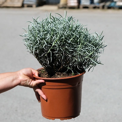 Lavandula Angustifolia - Sivka 5litr LONEC