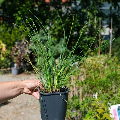 Allium Schoenoprasum - Drobnjak 2Litr LONEC