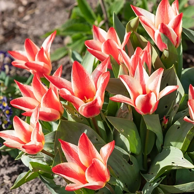 Čebulice Tulipan G. Pinocchio 10kom