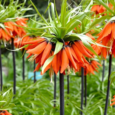 Čebulica Fritillaria Rubra 1kom