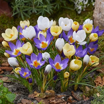 Čebulice Crocus Mix 50kom