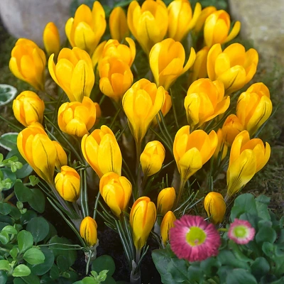 Čebulice Crocus Venus Yellow 10kom