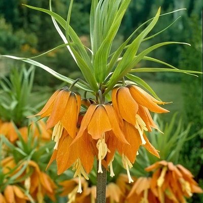 Čebulice Fritillaria Aurora 1kom