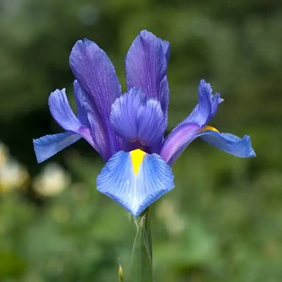 Čebulice Iris Hollandica Blue 10kom