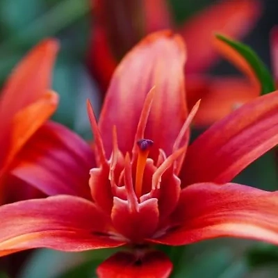Čebulice Lilija Asiatic Red 2kom