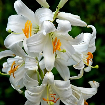 Čebulice Lilije Candidum 1kom