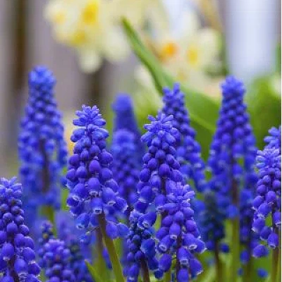Čebulice Muscari Armeniacum 20kom