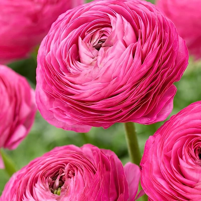 Čebulice Ranunculus Pink 10kom
