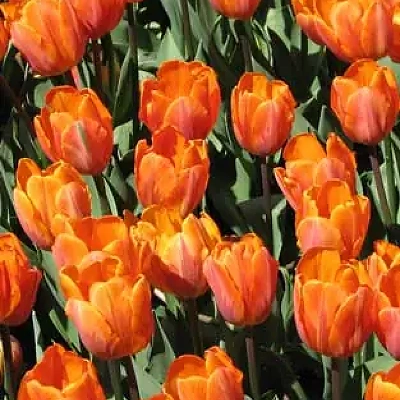 Čebulice Tulipal Princess Household 10kom