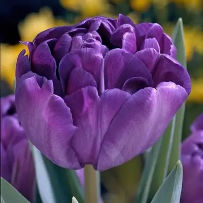 Čebulice Tulipan Blue Diamond 5kom