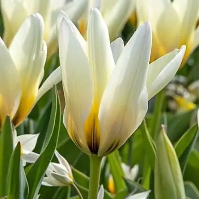 Čebulice Tulipan Concerto 10kom