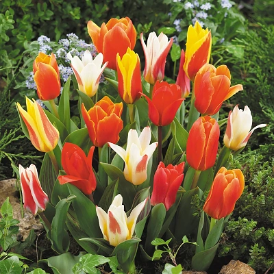 Čebulice Tulipan Greigii Mix 5kom