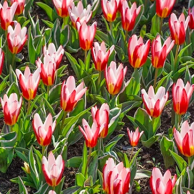 Čebulice Tulipan Hearts Delight 10kom