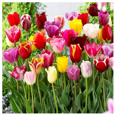 Čebulice Tulipan Multiflora Mixed 20kom