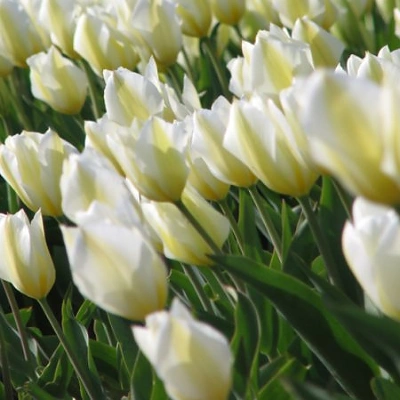 Čebulice Tulipan Purissima 10kom