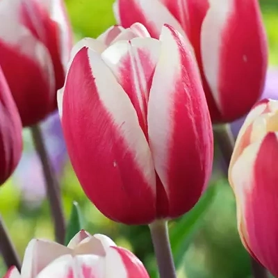 Čebulice Tulipan Red/White 20kom