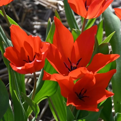 Čebulice Tulipan Zwanenburg Variets 10kom