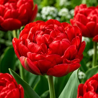 Čebulice Tulipan Abba 5kom