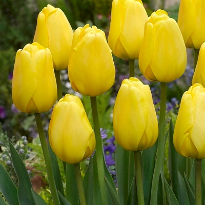 Čebulice Tulipann Hibridni Yellow 10kom
