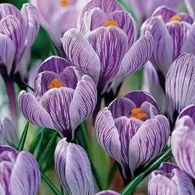Čebulček Crocus Pickwick 10kom