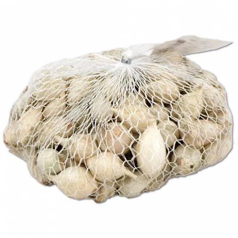 0006151cebulcek semenski majski srebrnjak 14 21 500g 2550
