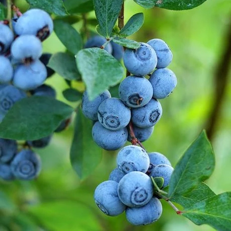 ameriska borovnica blue seude