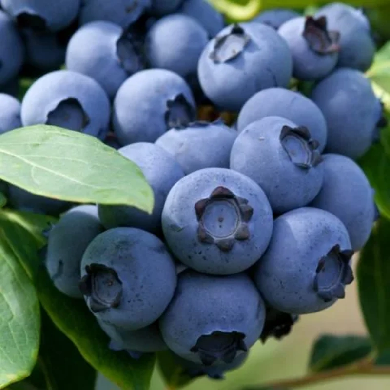 ameriska borovnica denise blue