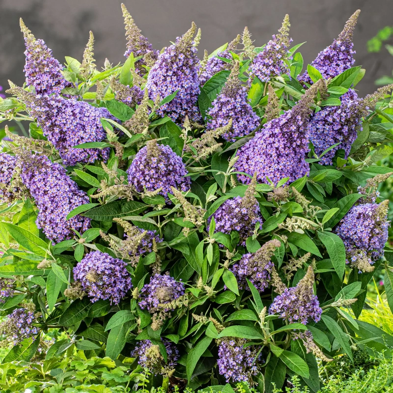 buddleja b candy lila sweet c3 lonec
