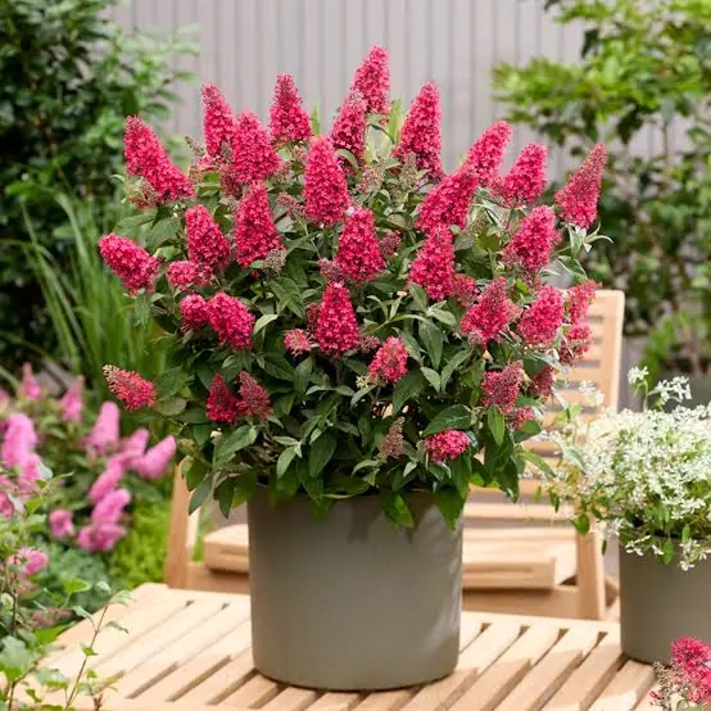 buddleja b. cadny l. bubblegum c3 lonec