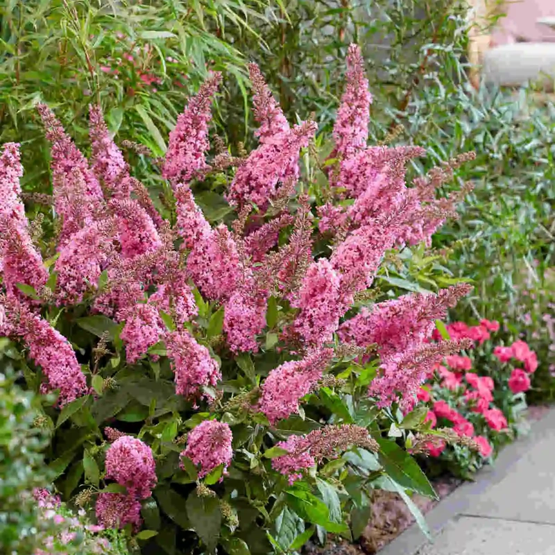 buddleja b. candy l. pink c3 lonec