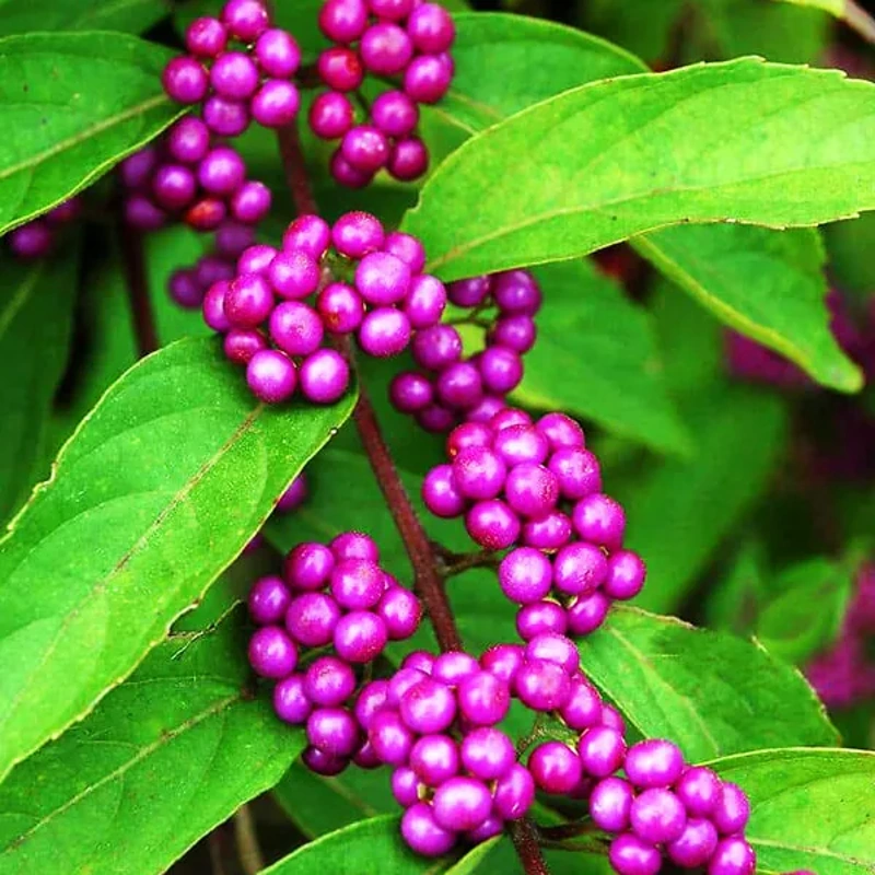 callicarpa b. profusion 20 40cm lonec