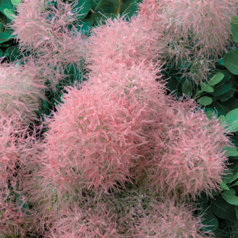 cotinus candy floss 40 60cm lonec