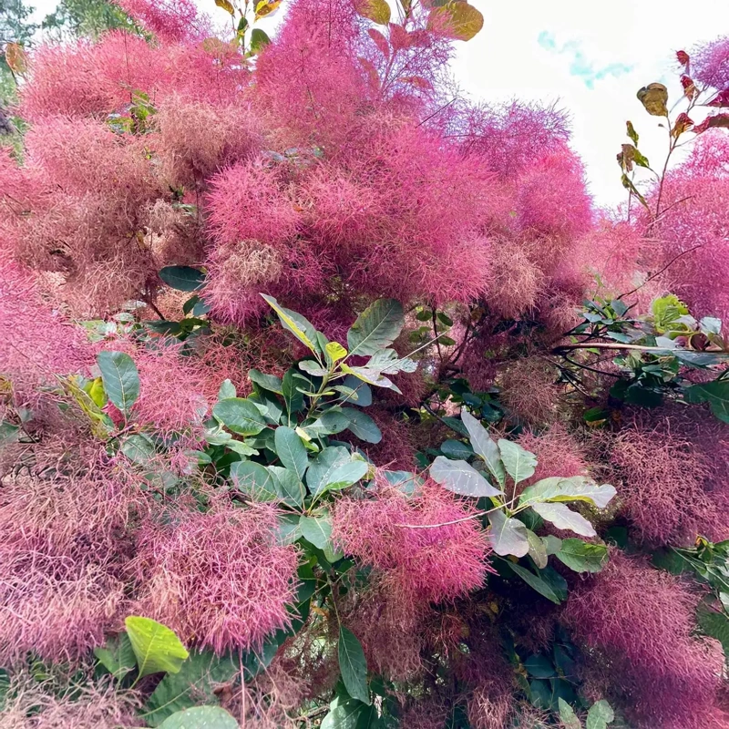 cotinus cog. ruby glow 20 40 lonec
