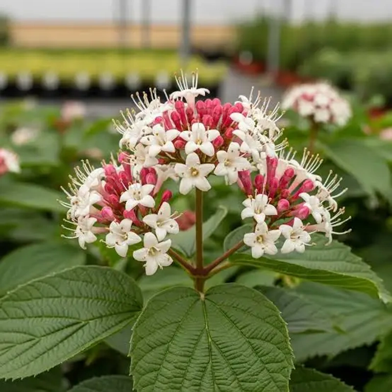 heptacodium miconioides
