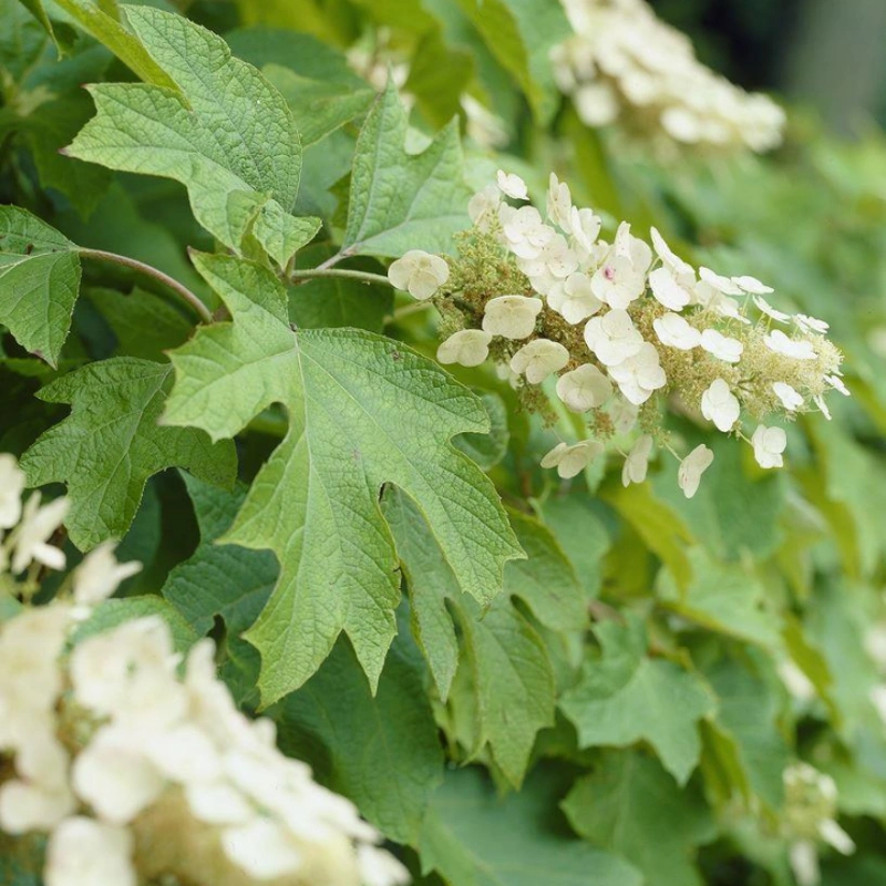 hydrangea quercifolia c3 lonec