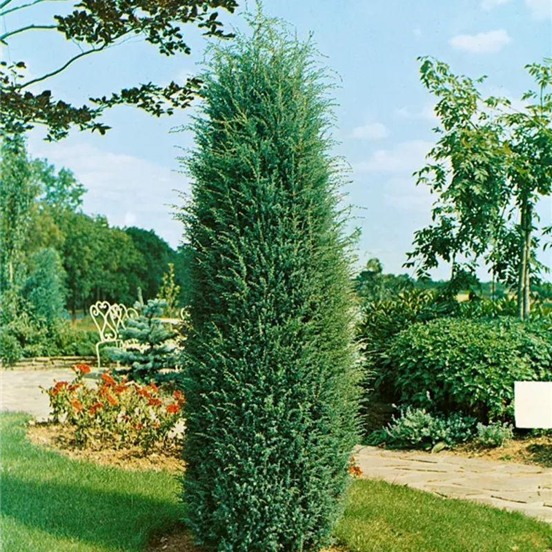 juniperus com. hibernica 20 40cm lonec