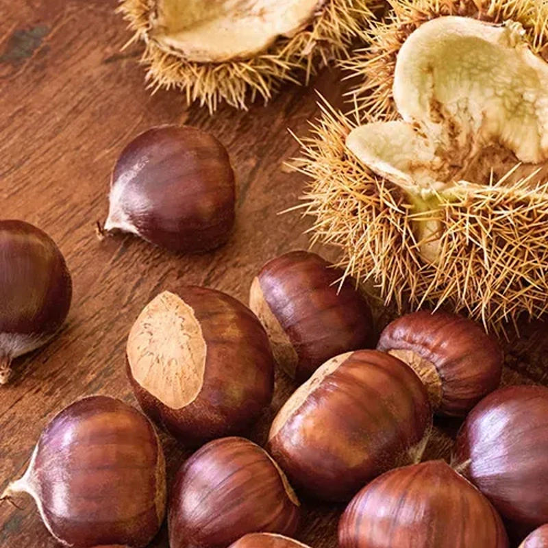 kostanj precoce miqoule lonec