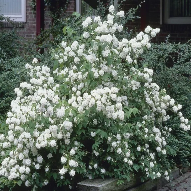 philadelphus dame blanche 20 40cm lonec