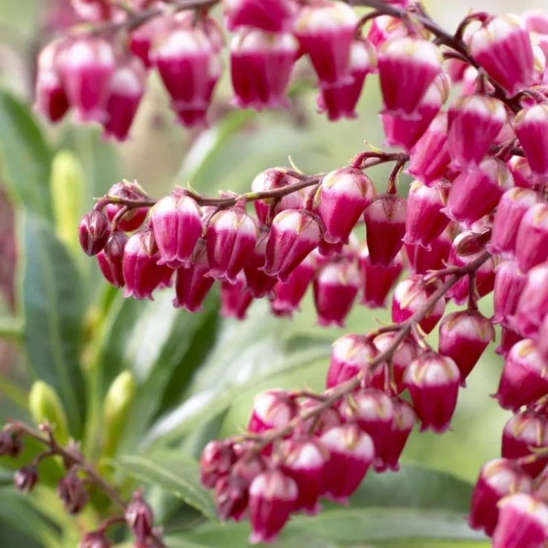 pierris japonica passion