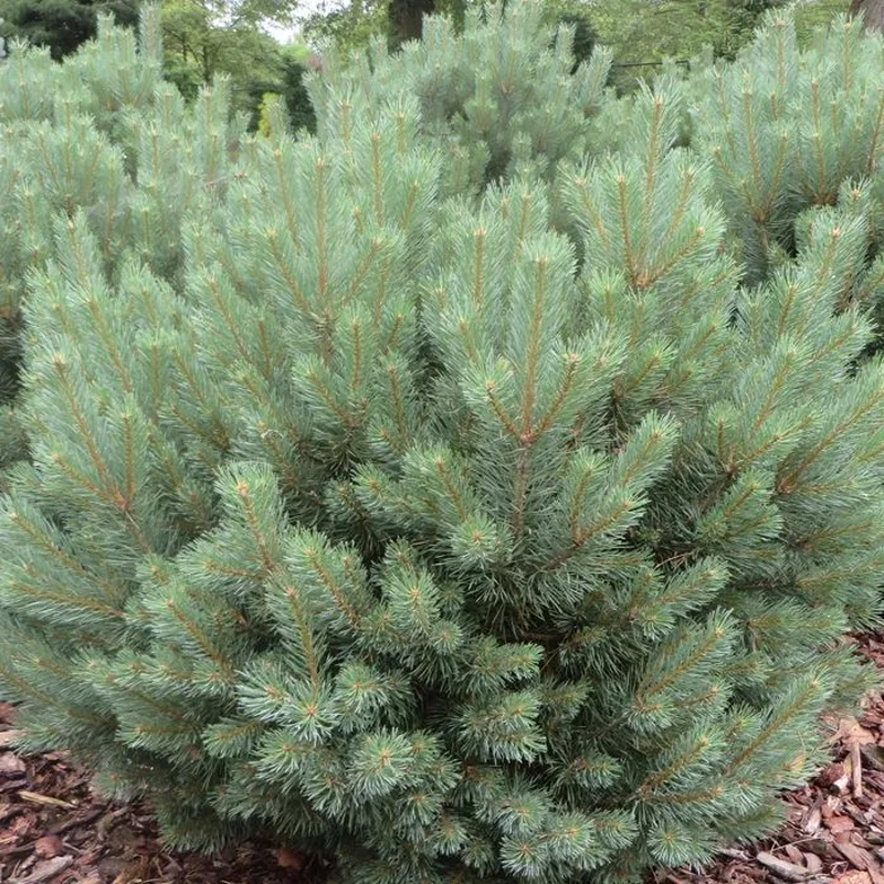 pinus sylvestr. watereri 30 40cm lonec