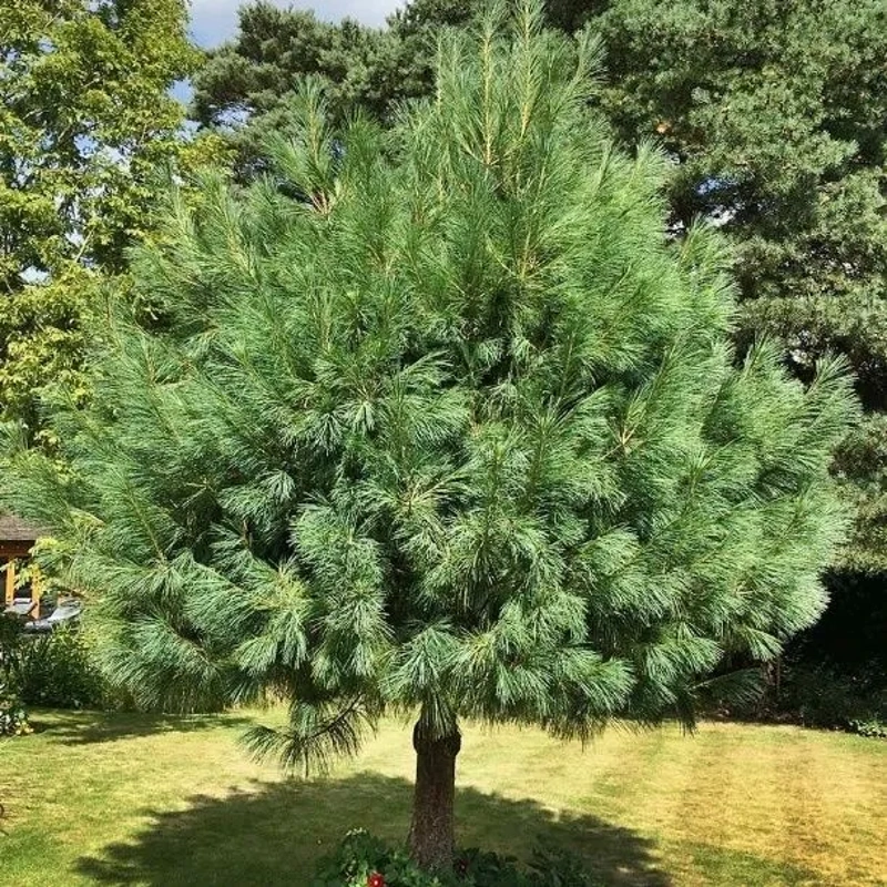 pinus wallichiana 50 60cm lonec