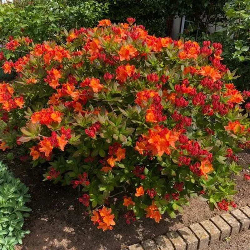 rhododendron glowing embers 30 40cm lonec